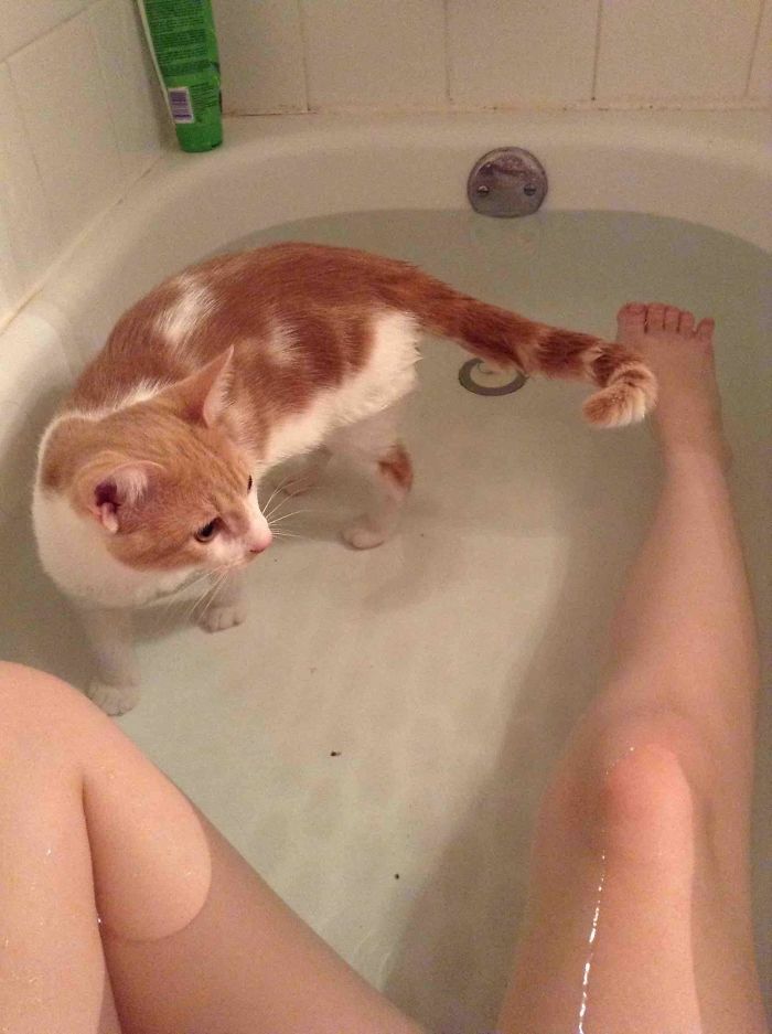 50-cats-who-don-t-know-the-meaning-of-personal-space-34