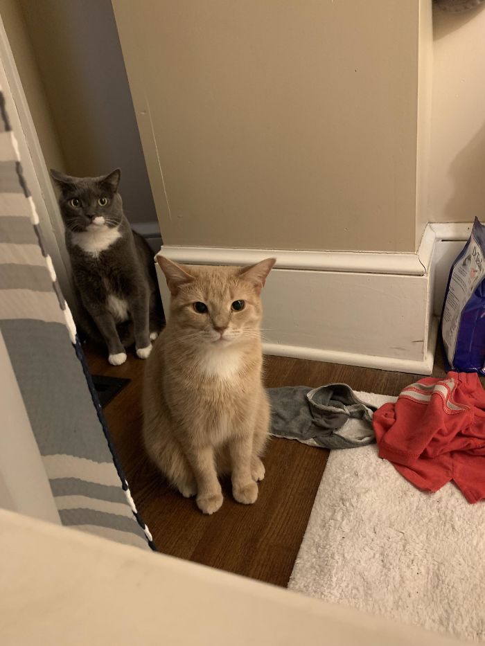 50-cats-who-don-t-know-the-meaning-of-personal-space-35