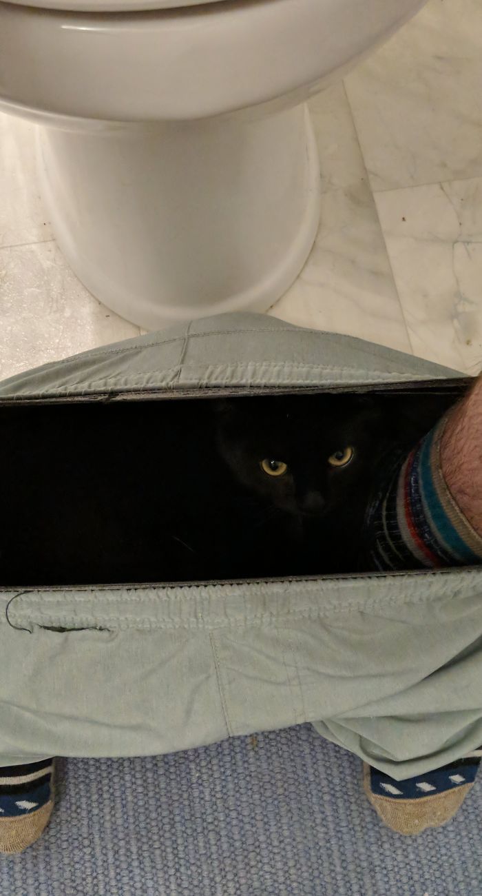 50-cats-who-don-t-know-the-meaning-of-personal-space-36