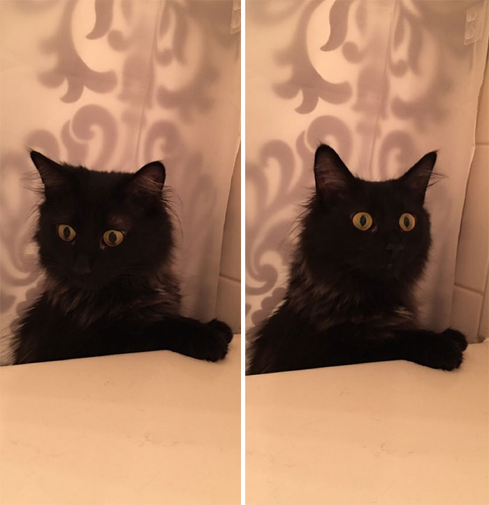 50-cats-who-don-t-know-the-meaning-of-personal-space-37