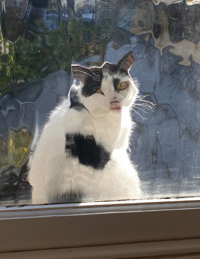50-cats-who-don-t-know-the-meaning-of-personal-space-38