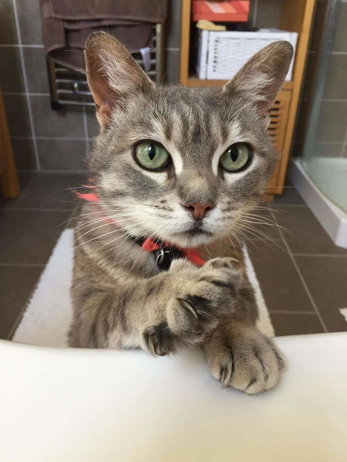 50-cats-who-don-t-know-the-meaning-of-personal-space-39