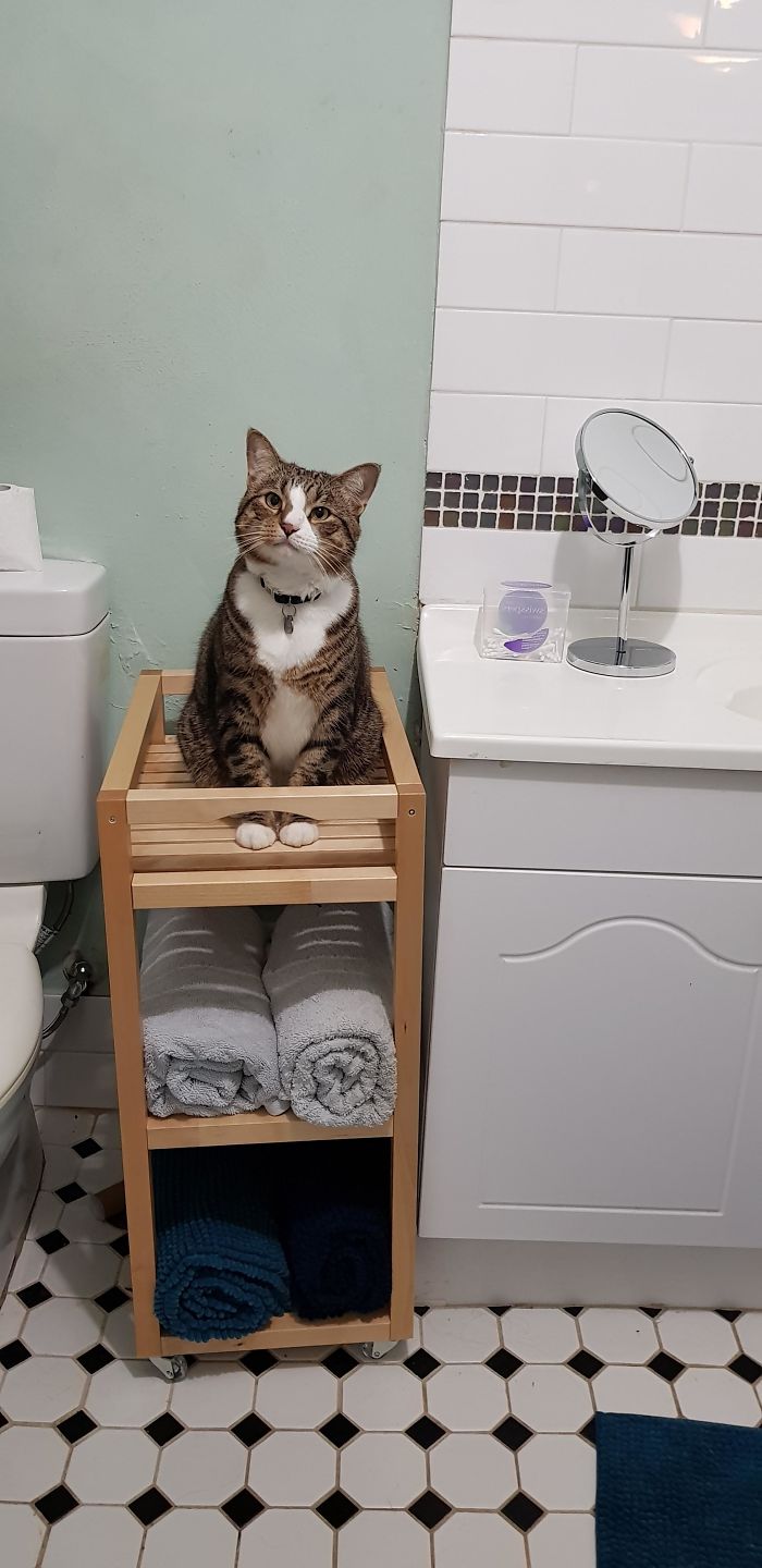 50-cats-who-don-t-know-the-meaning-of-personal-space-40