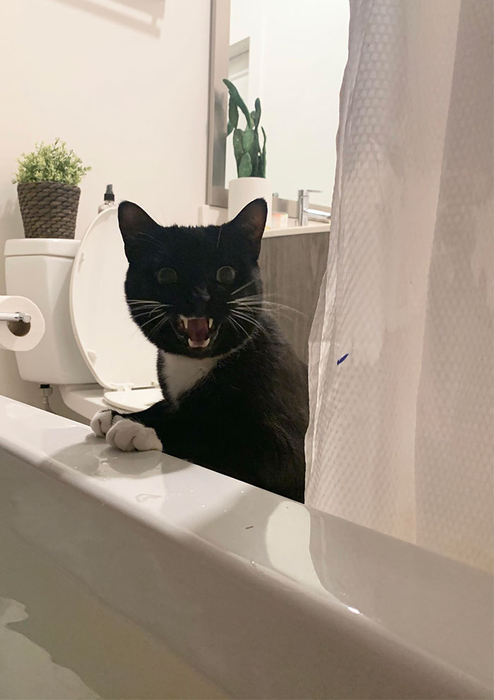 50-cats-who-don-t-know-the-meaning-of-personal-space-41
