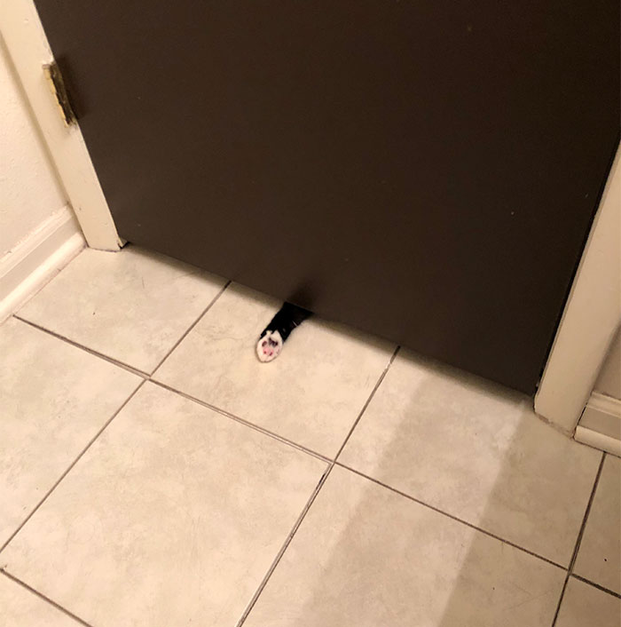 50-cats-who-don-t-know-the-meaning-of-personal-space-43