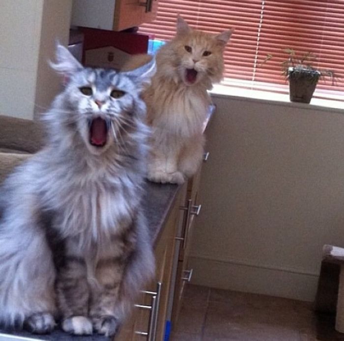 50-cats-who-don-t-know-the-meaning-of-personal-space-45