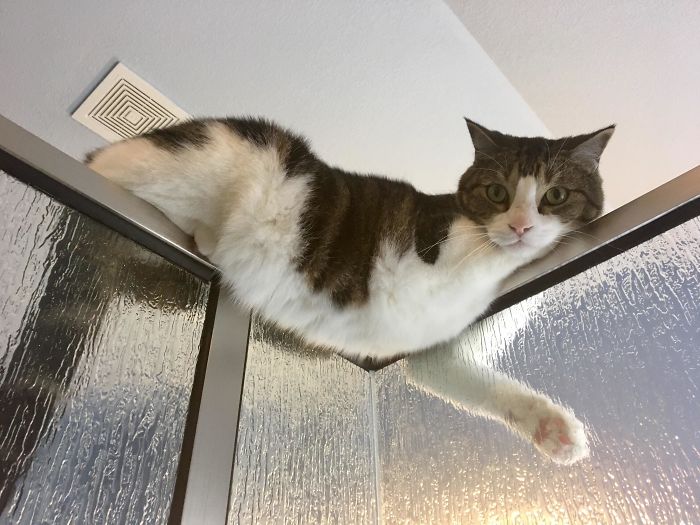 50-cats-who-don-t-know-the-meaning-of-personal-space-47