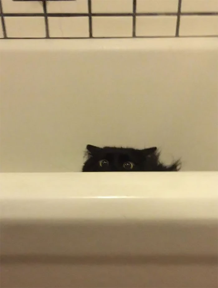 50-cats-who-don-t-know-the-meaning-of-personal-space-48