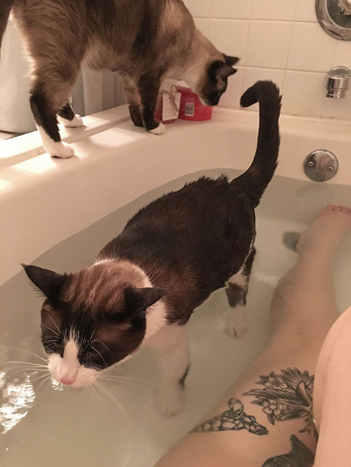 50-cats-who-don-t-know-the-meaning-of-personal-space-50