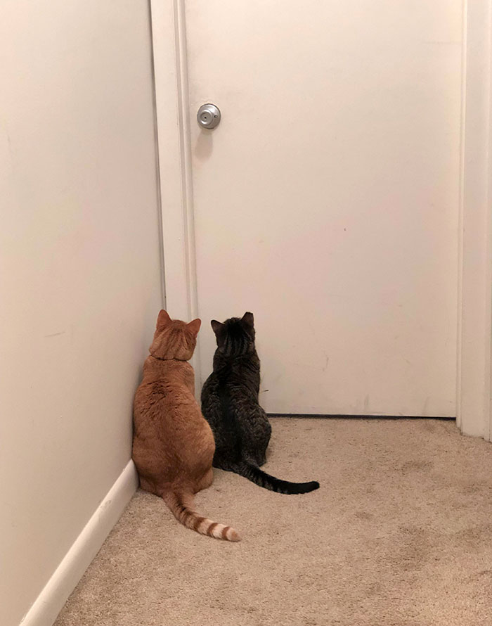 50-cats-who-don-t-know-the-meaning-of-personal-space-51