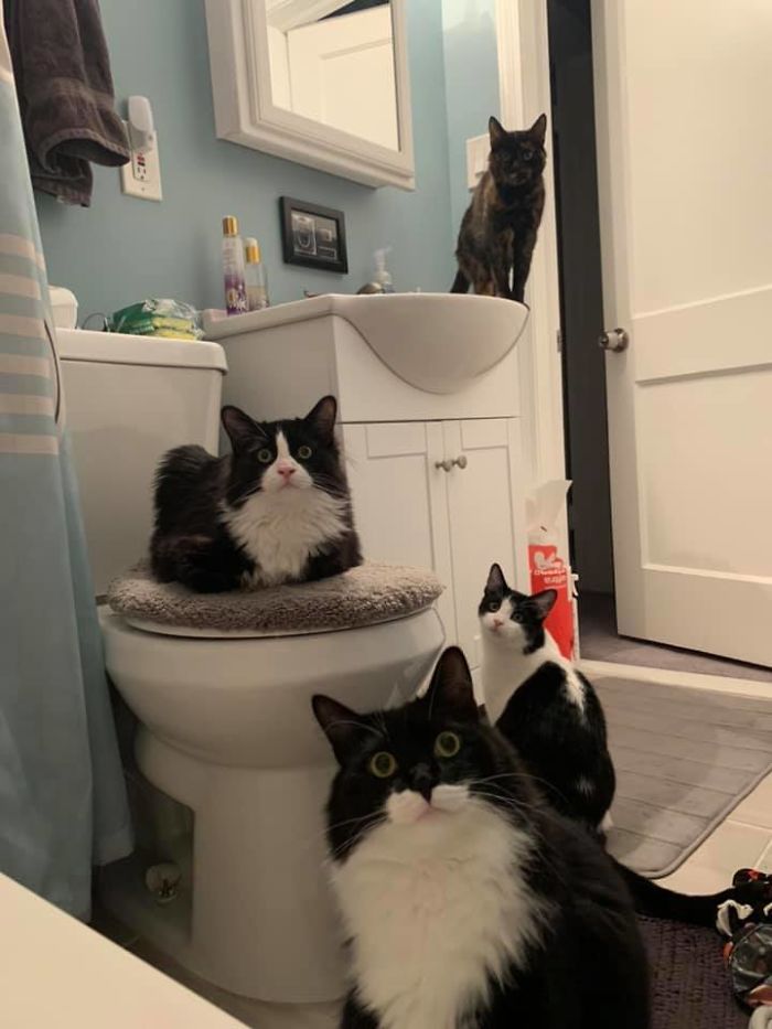 50-cats-who-don-t-know-the-meaning-of-personal-space-52