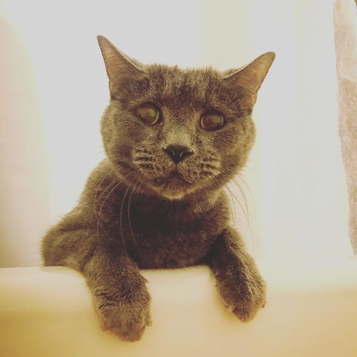 50-cats-who-don-t-know-the-meaning-of-personal-space-53