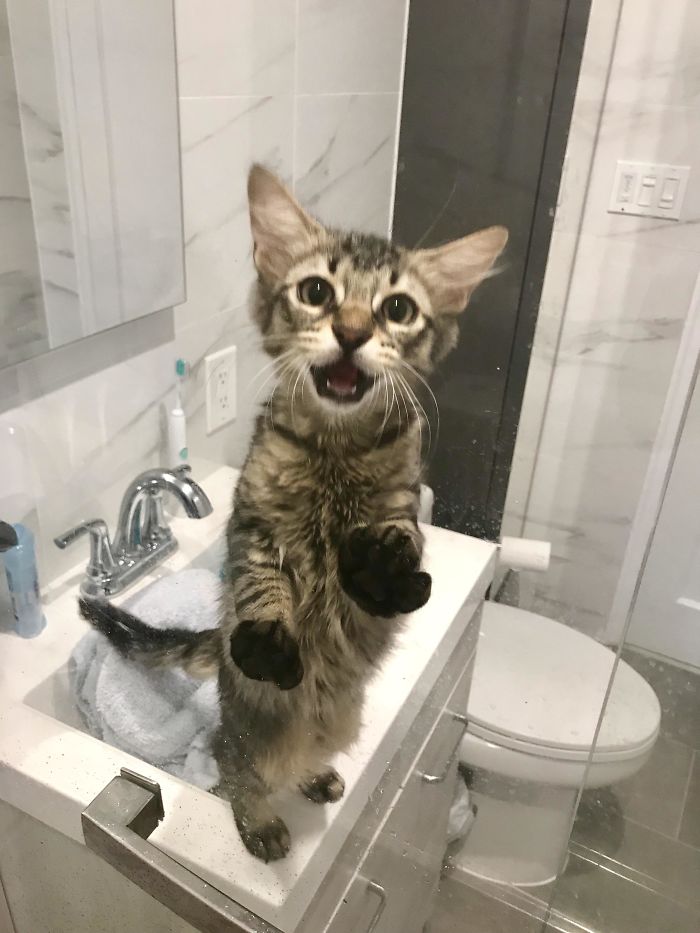 50-cats-who-don-t-know-the-meaning-of-personal-space-54