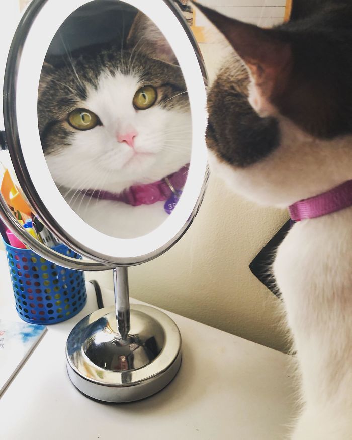 50-cats-who-don-t-know-the-meaning-of-personal-space-56