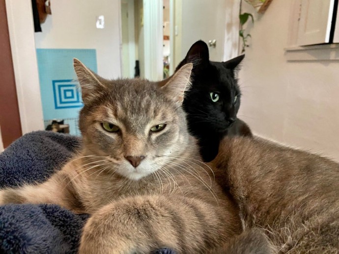 50-cats-who-don-t-know-the-meaning-of-personal-space-57