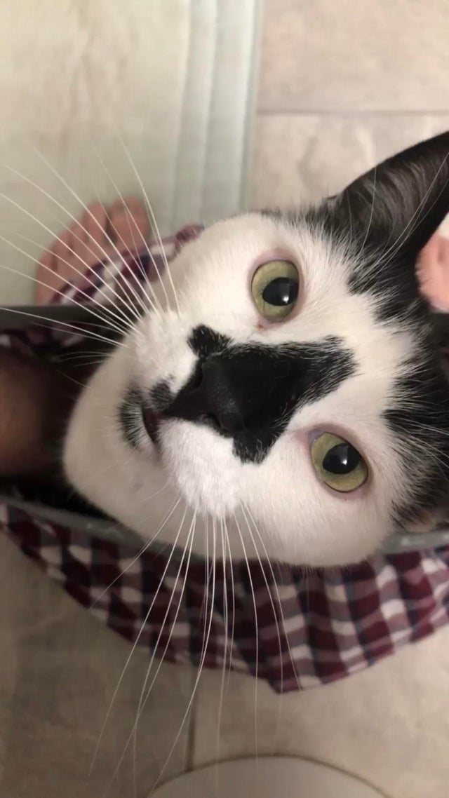 50-cats-who-don-t-know-the-meaning-of-personal-space-59
