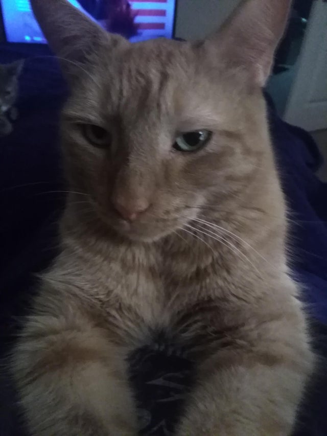 50-cats-who-don-t-know-the-meaning-of-personal-space-60