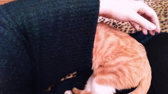 50-cats-who-don-t-know-the-meaning-of-personal-space-61