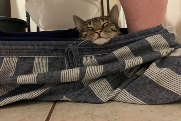 50-cats-who-don-t-know-the-meaning-of-personal-space-66