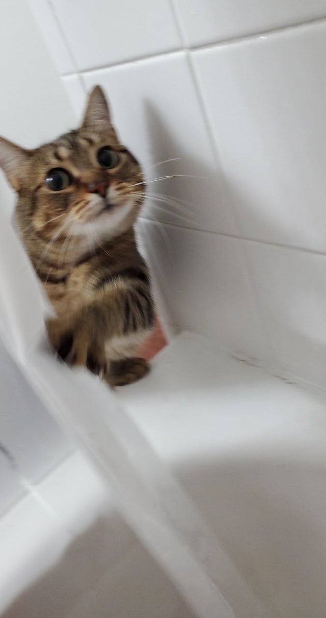 50-cats-who-don-t-know-the-meaning-of-personal-space-67