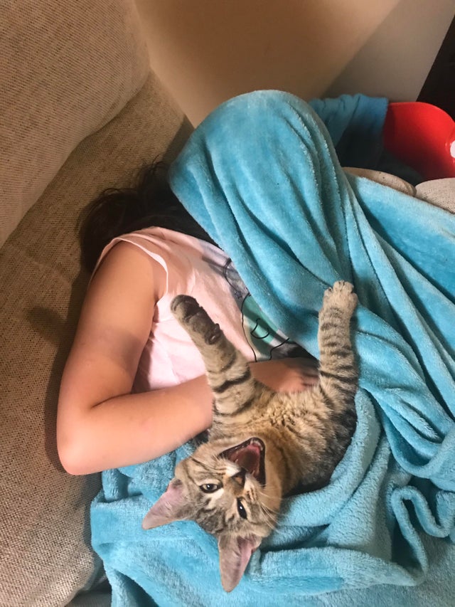 50-cats-who-don-t-know-the-meaning-of-personal-space-69