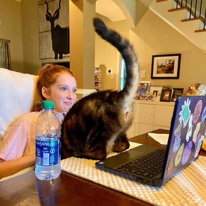 50-cats-who-don-t-know-the-meaning-of-personal-space-70