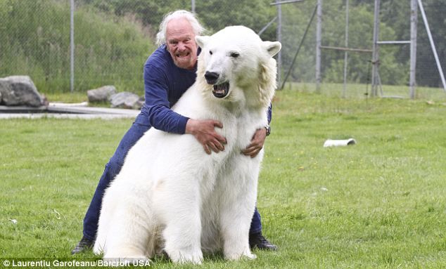 Don't worry, it just means he loves me: Polar bear trainer's jaw-dropping  photos | Polar bear video, Polar bear, Animals