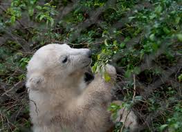 Captive polar bears: Luna – Bear Conservation