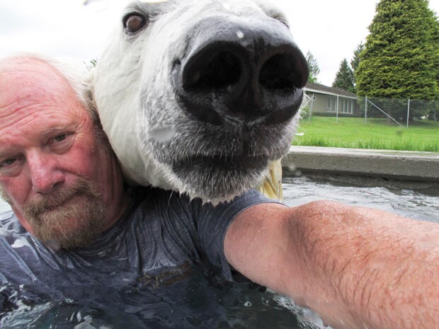Animal trainer Mark Dumas plays with a polar bear named Agee