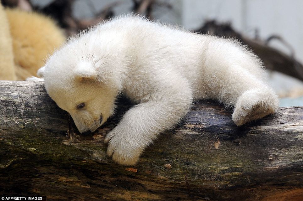 White Wolf : New polar bear cub charms Germans (Video)