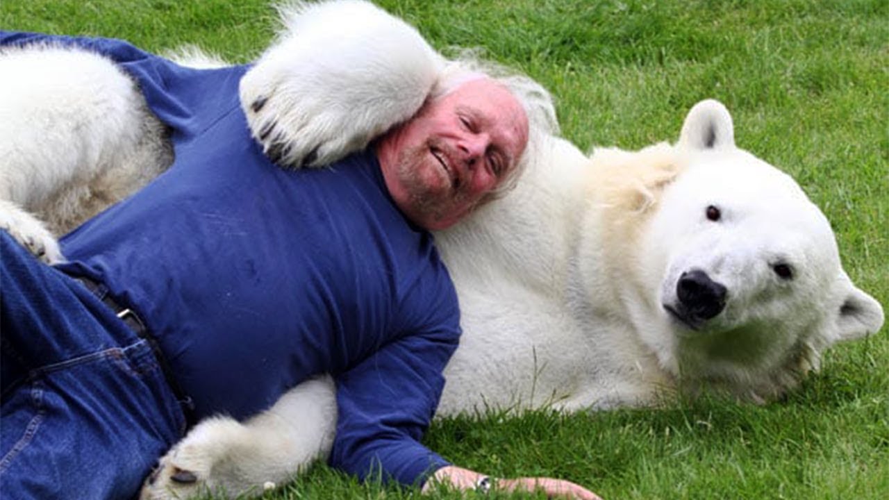 Polar bear : r/HumanForScale