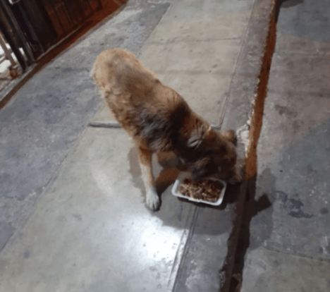  безвъзмездна храна за безомни кучета 