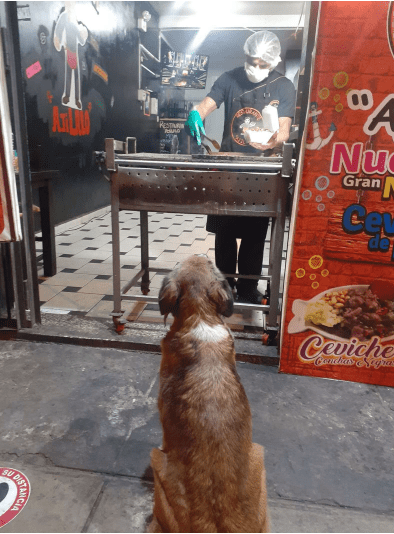  безвъзмездна храна за безомни кучета 