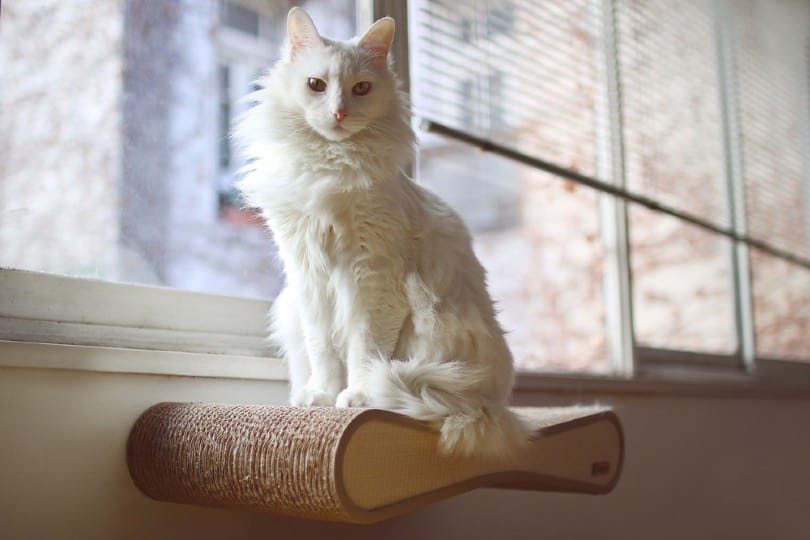15 Turkish Angora Cat Colors & Patterns (With Pictures) - Excited Cats