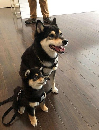 Съвпадащ възрастен и кученце Shiba Inus с черно и тен цвят