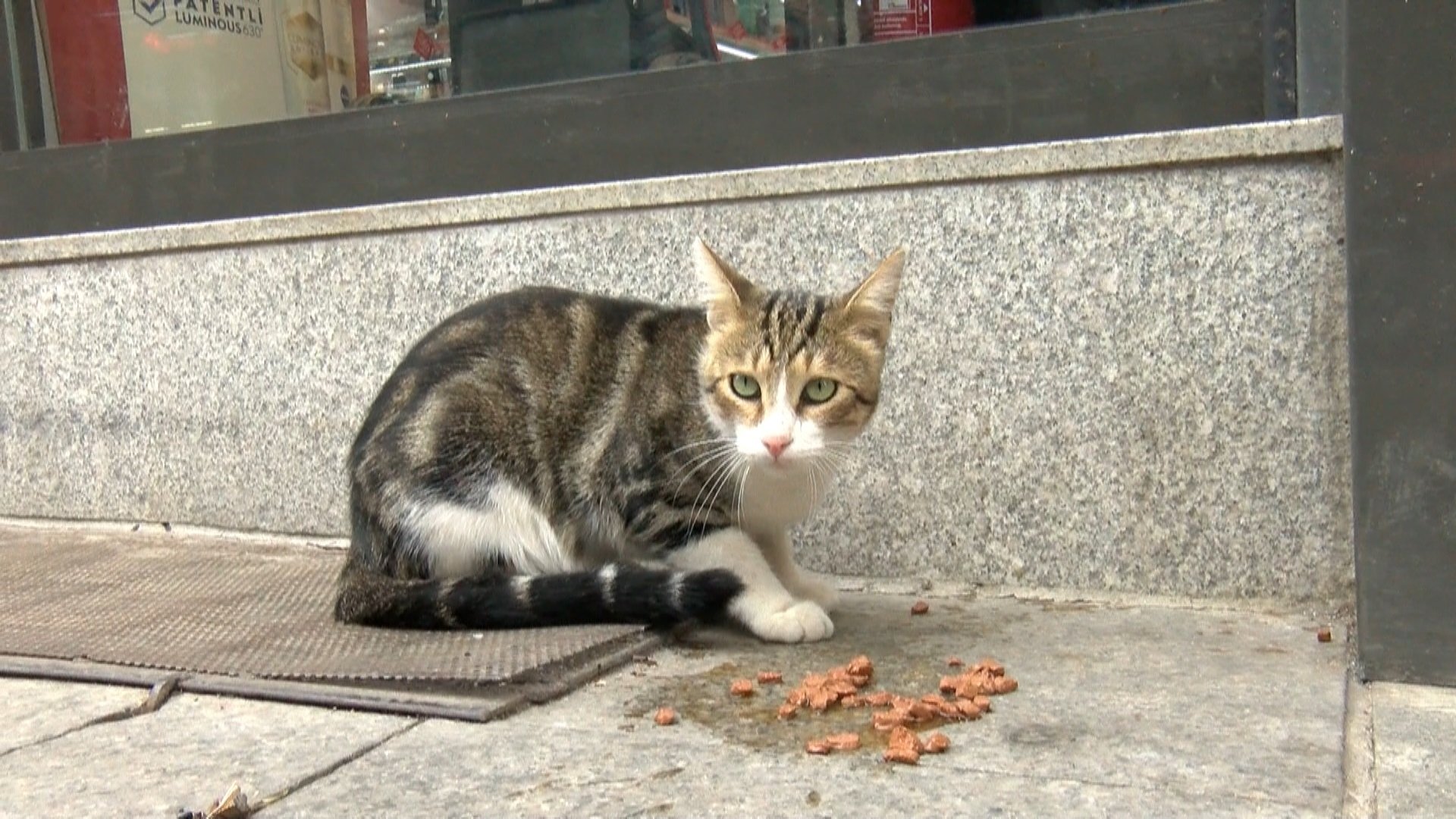 Istanbul's 'beggar cat' tricks shoppers to score 10 meals a day | Daily Sabah