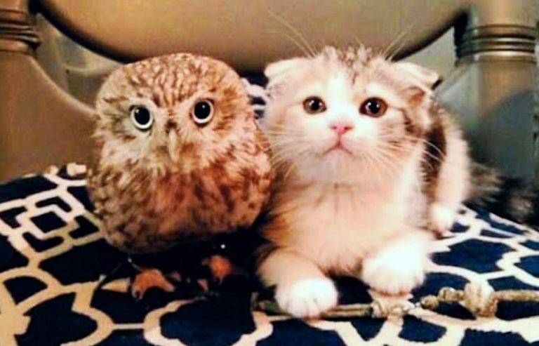 This Unlikely Friendship Between A Kitten And A Baby Owl Is Too Cute For  Words – Mutually
