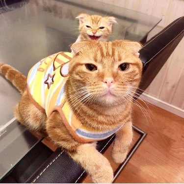 Шотландска клепоуха котка с оранжеви ивици и подходящо коте