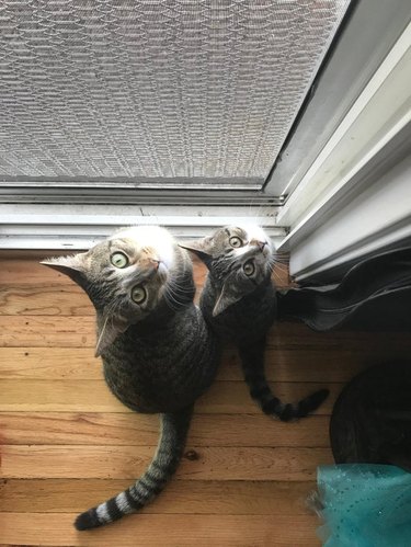 Еднаква поза на котка и коте заедно