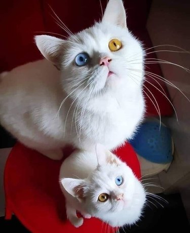 Бяла котка със синьо/жълта хетерохромия до бяло коте с жълто/синя хетерохромия