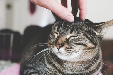 Галене на котешка глава