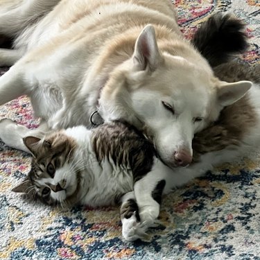 Куче и котка се гушкат на килим.