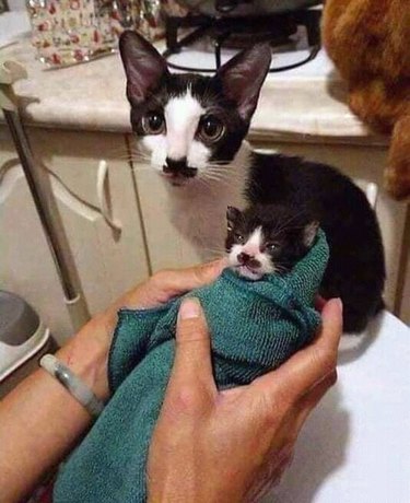 Смокинг котка с черна маркировка на мустаци до повито коте със съответстваща маркировка
