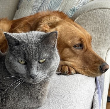 Котка Корат гледа в камерата и седи до червен златен ретривър.
