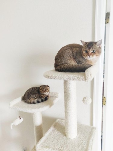 Съвпадение на котка и коте в една и съща позиция върху котешки дървета едно до друго