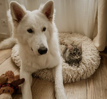 Мейн куун коте и бяло швейцарско овчарско куче, седнали заедно на легло.