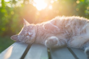 Котка лежи на пейка на слънце