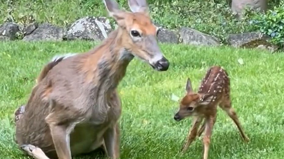 Deer gives birth in Ohio man's backyard, Thumper the rabbit looks on