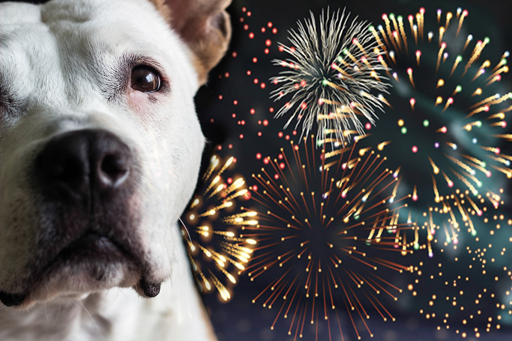How to Calm a Dog During Fireworks | Suzie's CBD Treats