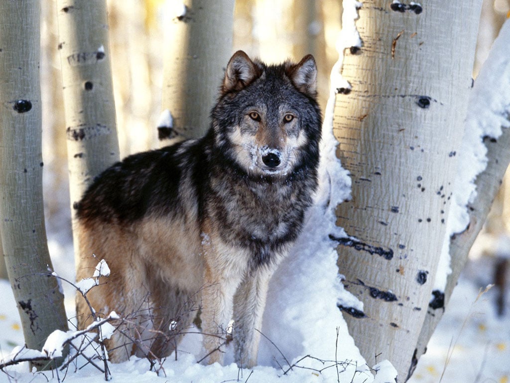 34+] Winter Wolves Wallpaper Free | WallpaperSafari